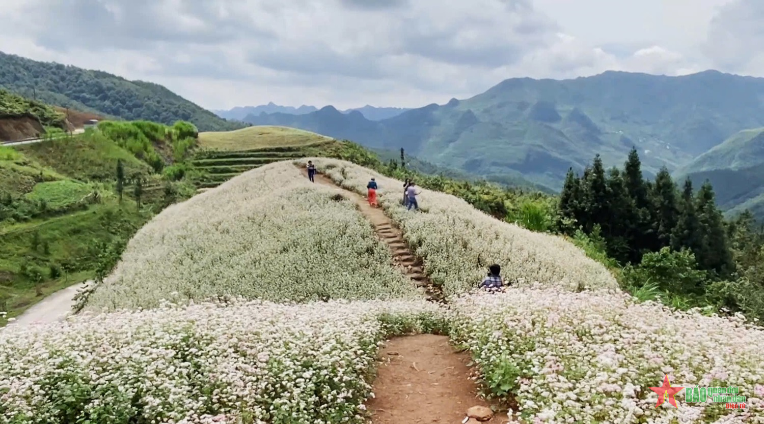 Rộn ràng lễ hội hoa tam giác mạch ở Hà Giang